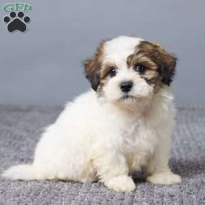 Lukas, Teddy Bear Puppy